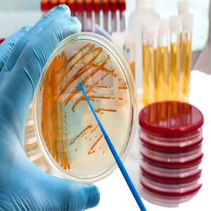 Microbiology 